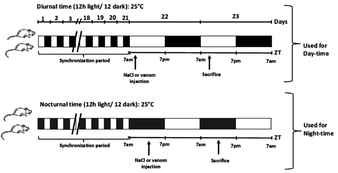 Influence of envenomation timing on peripheral immune and oxidative responses in experimental scorpion envenomation.