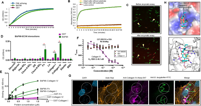 Borrelial phosphomannose isomerase as a cell surface localized protein that retains enzymatic activity and promotes host-pathogen interaction.