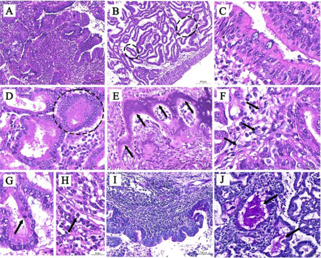 The pathological characteristics of enzootic nasal adenocarcinoma in goats.