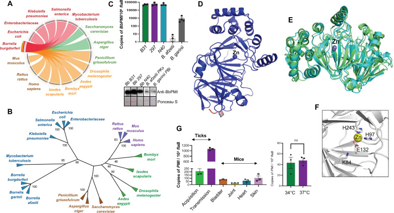 Borrelial phosphomannose isomerase as a cell surface localized protein that retains enzymatic activity and promotes host-pathogen interaction.