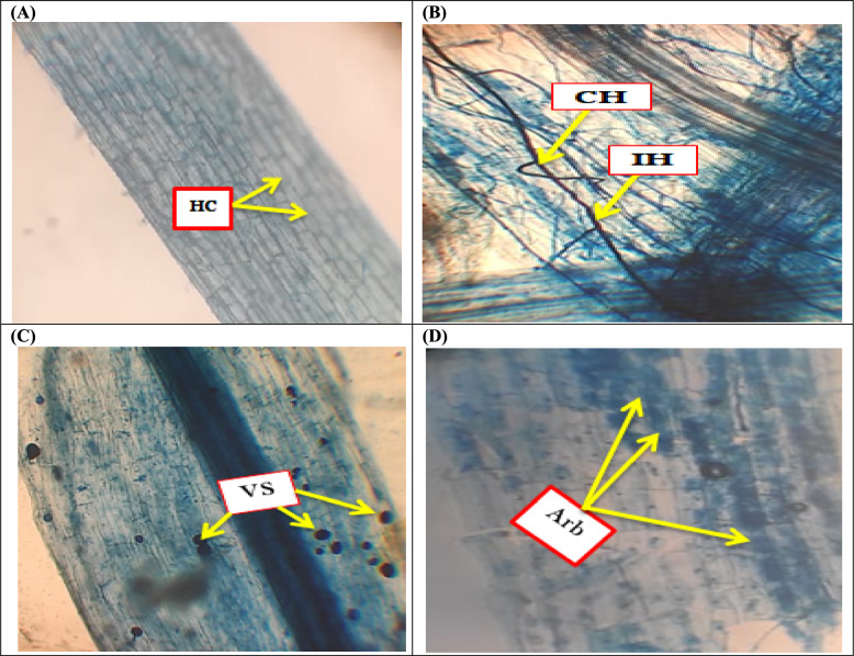 Role of arbuscular mycorrhizal fungi in drought-resilient soybeans (Glycine max L.): unraveling the morphological, physio-biochemical traits, and expression of polyamine biosynthesis genes.