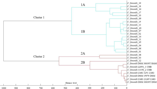 Occurrence of virulence factors and antimicrobial susceptibility of <i>Citrobacter freundii</i> isolated from diseased ornamental fish in Poland.