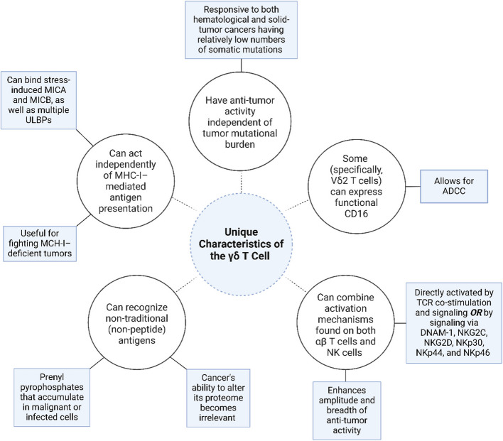 Gamma delta T cells and their immunotherapeutic potential in cancer.