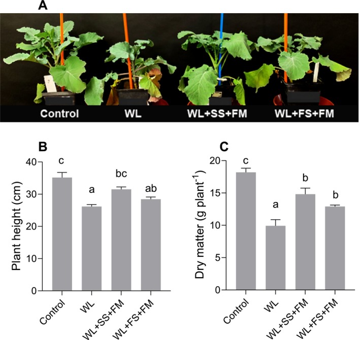Combined Effect of Melatonin and Sulfur on Alleviating Waterlogging Stress in Rapeseed.