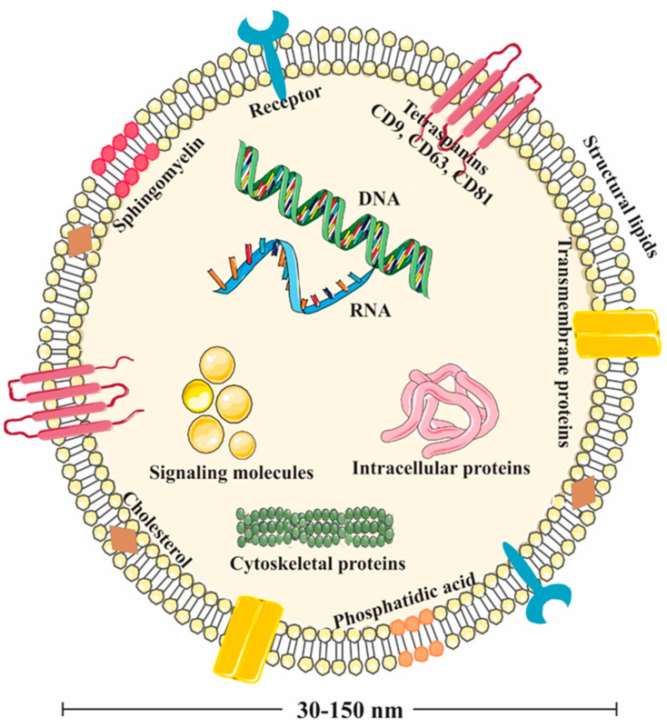 Multifaceted Therapeutic Potential of Plant-Derived Exosomes: Immunomodulation, Anticancer, Anti-Aging, Anti-Melanogenesis, Detoxification, and Drug Delivery.