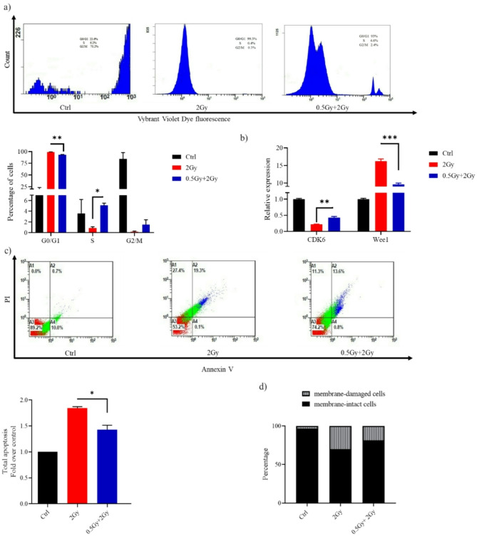 0.5 Gy confers resistance to a subsequent high dose of γ-rays by modulating HO-1/Nrf2 and apoptosis pathways.