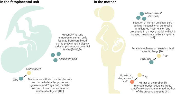 Microchimerism and pregnancy complications with placental dysfunction.