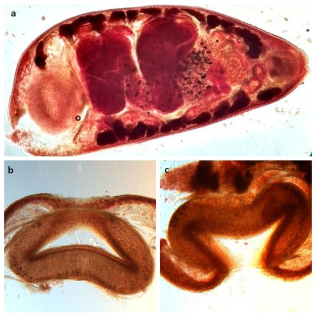 Parasitic infections in the organic beef cattle herds of southern Poland during the grazing season, with the first record of <i>Calicophoron daubneyi</i> (Dinnik, 1962) in the country.