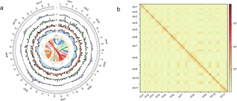 A chromosomal-level genome assembly of Begonia fimbristipula (Begoniaceae).