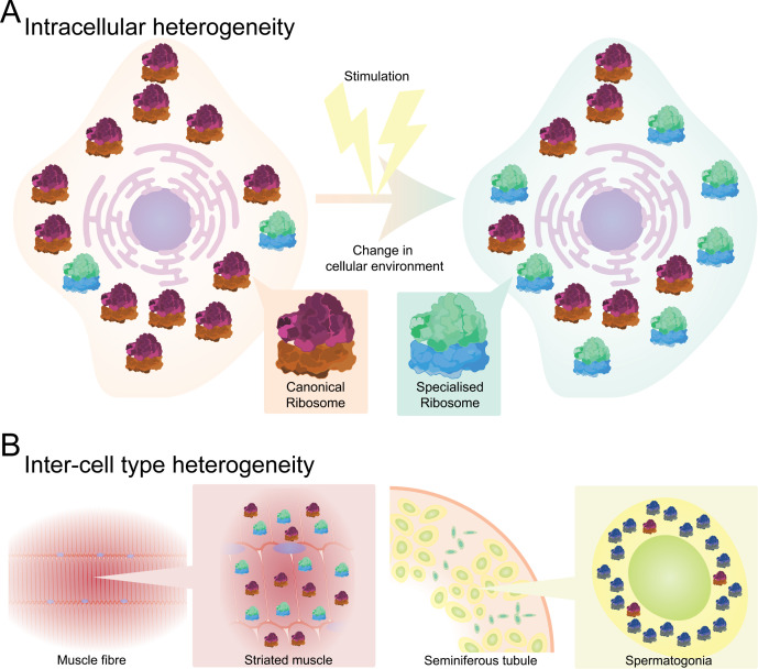 Specialized ribosomes: integrating new insights and current challenges.