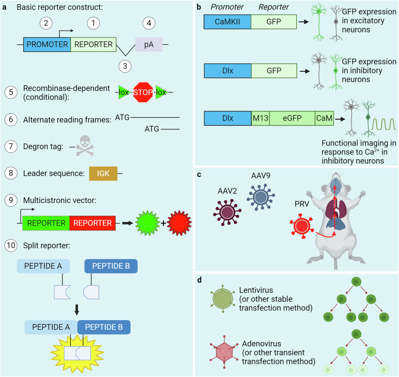 The regulation of reporter transgene expression for diverse biological imaging applications.