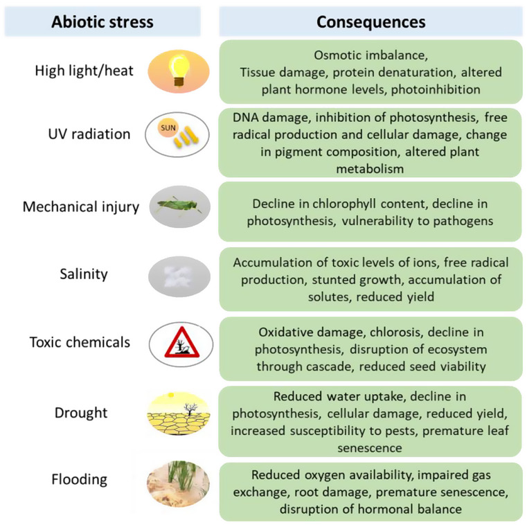 Application of ultra-weak photon emission imaging in plant stress assessment.