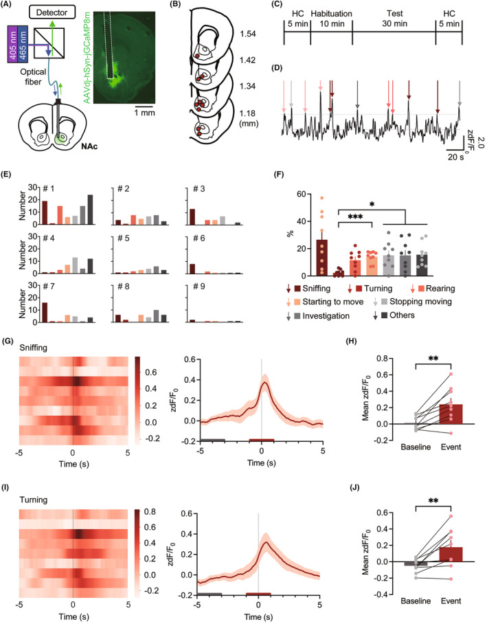 Effects of 3,4-methylenedioxymethamphetamine on neural activity in the nucleus accumbens of male mice engaged in social behavior.