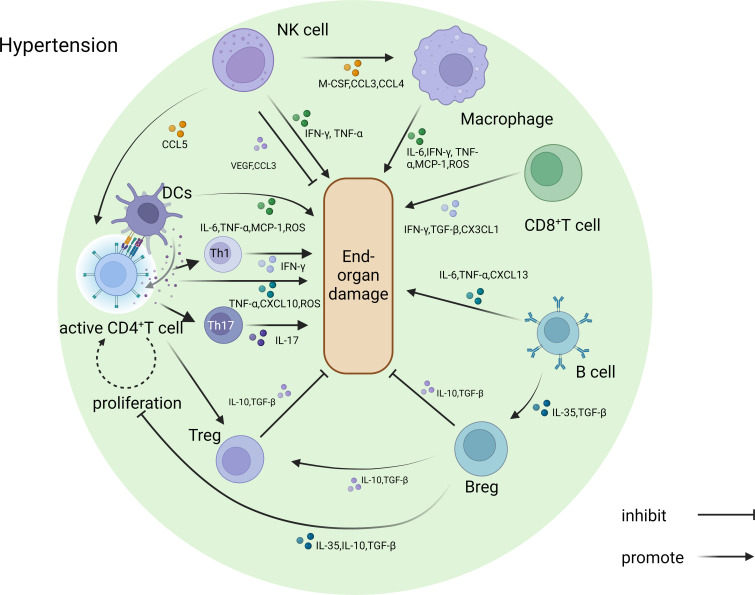 Immunotherapy for hypertensive end-organ damage: a new therapeutic strategy.