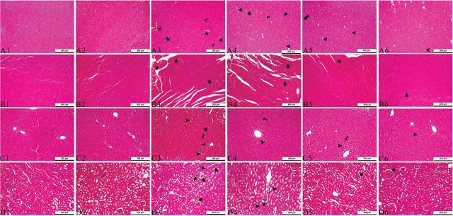Protective effects of chlorogenic acid against glyphosate-induced organ and blood toxicity in Wistar rats.