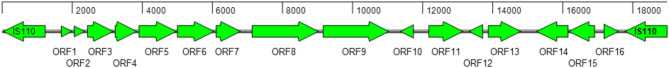 Development of a strain-specific PCR as a diagnostic tool for surveillance, detection, and monitoring of vancomycin-resistant Enterococcus faecium during outbreak.