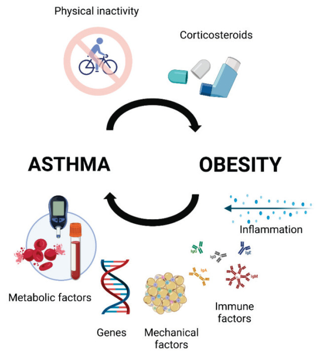 Exploring the Asthma - Obesity Link Using Advanced Imaging Techniques.