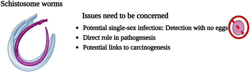Reassessing Schistosoma worms: the overlooked role in host pathology and disease elimination.