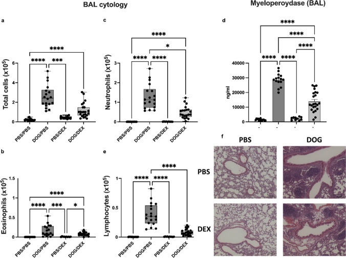 Dog allergen-induced asthma in mice: a relevant model of T2<sup>low</sup> severe asthma with airway remodelling.