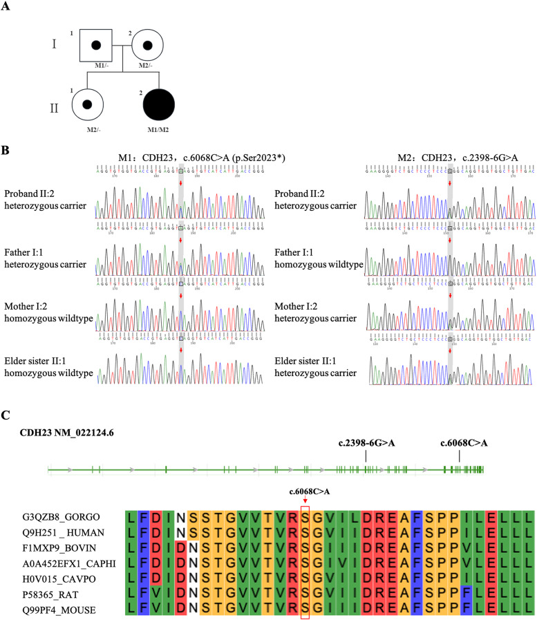 Identification of novel CDH23 heterozygous variants causing autosomal recessive nonsyndromic hearing loss.