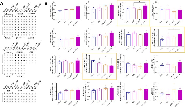 Inhibiting atrial natriuretic peptide clearance reduces myocardial fibrosis and improves cardiac function in diabetic rats.