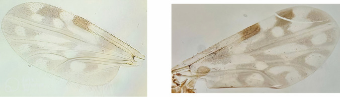 Abstract Image