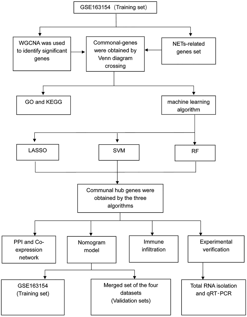 Establishment of a prediction model and immune infiltration characteristics of atherosclerosis progression based on neutrophil extracellular traps-related genes.