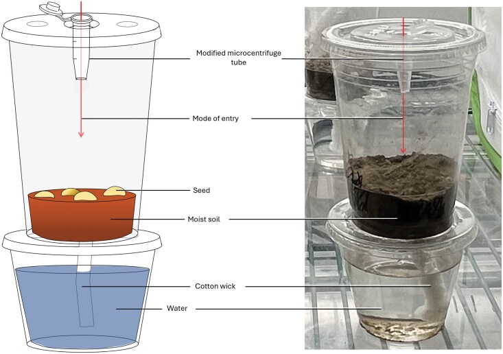 Response of seedcorn maggot (Diptera: Anthomyiidae) to seed-attractant combinations.