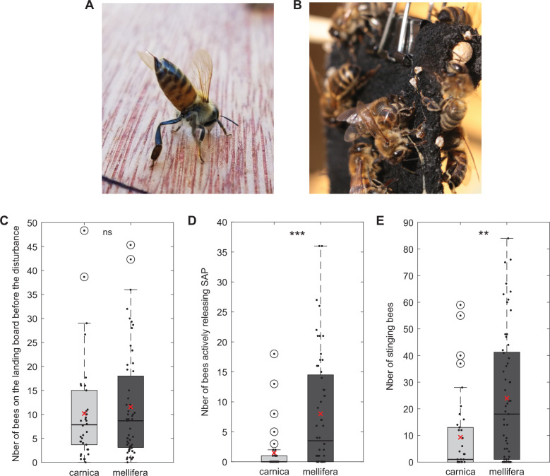 Division of labour during honeybee colony defence: poetic and scientific views.