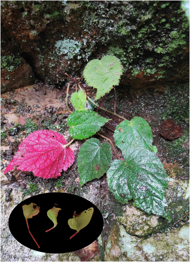 A chromosomal-level genome assembly of Begonia fimbristipula (Begoniaceae).