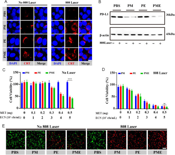 Living hybrid material based on probiotic with photothermal properties inhibits PD-L1 expression after tumouricidal photothermal therapy.