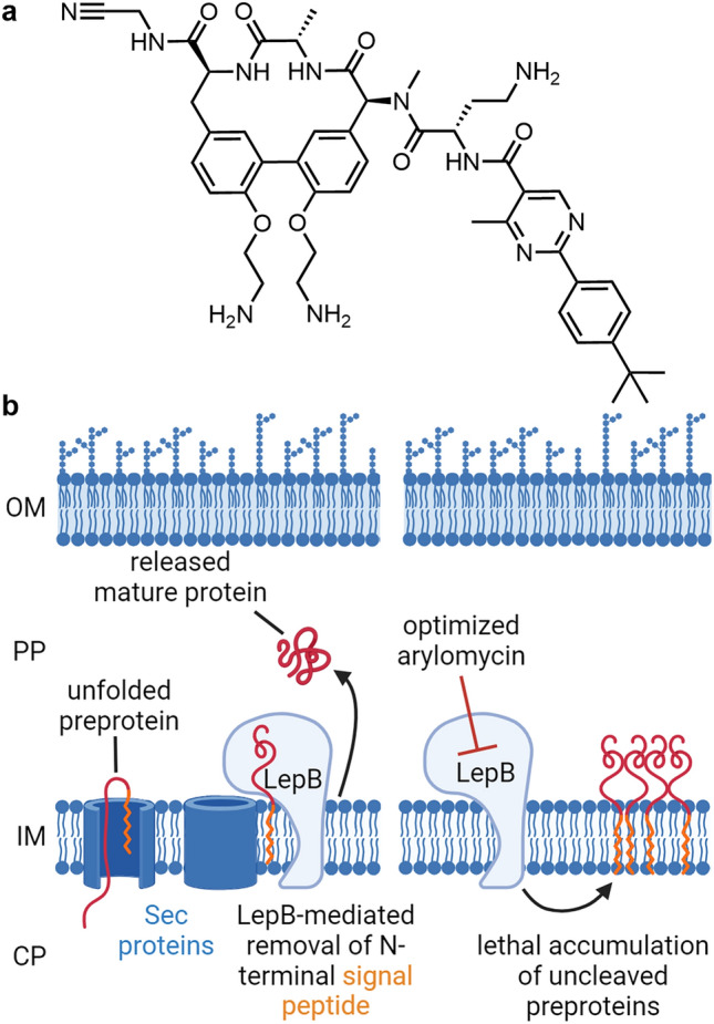Antibacterials with Novel Chemical Scaffolds in Clinical Development.