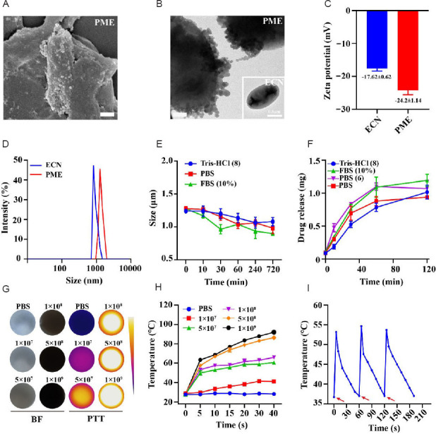 Living hybrid material based on probiotic with photothermal properties inhibits PD-L1 expression after tumouricidal photothermal therapy.