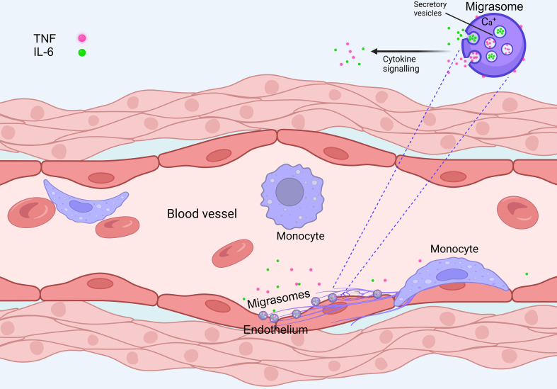 Sustained release of cytokines from migrasomes.