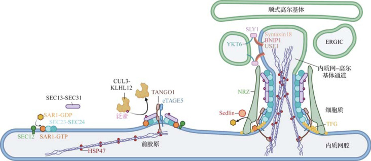 [Research progress on collagen secretion mechanisms in scarring].