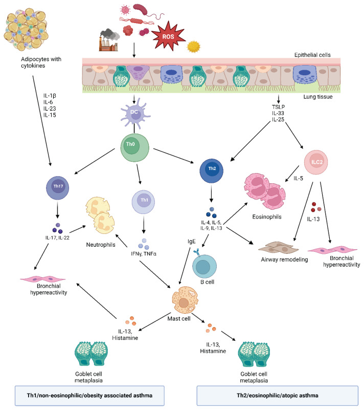 Exploring the Asthma - Obesity Link Using Advanced Imaging Techniques.