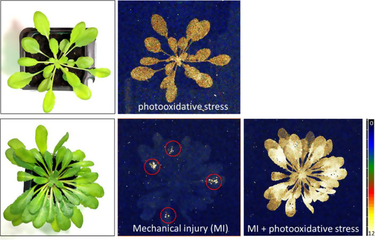 Application of ultra-weak photon emission imaging in plant stress assessment.