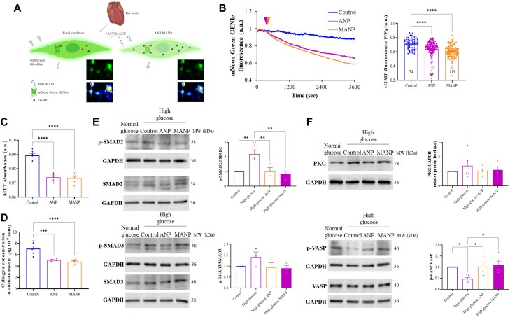 Inhibiting atrial natriuretic peptide clearance reduces myocardial fibrosis and improves cardiac function in diabetic rats.