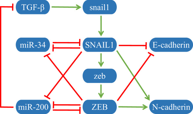 Gene regulatory network inference during cell fate decisions by perturbation strategies.