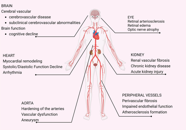 Immunotherapy for hypertensive end-organ damage: a new therapeutic strategy.