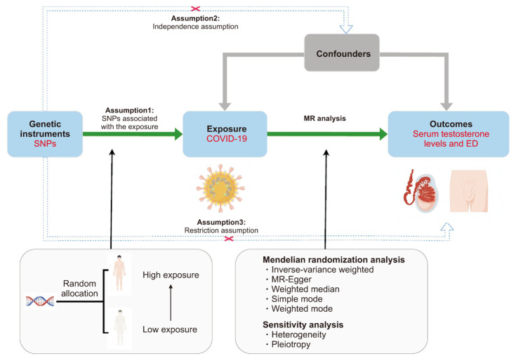 COVID-19 infection may reduce serum testosterone levels and increase the risk of erectile dysfunction: A two-sample Mendelian randomization study.