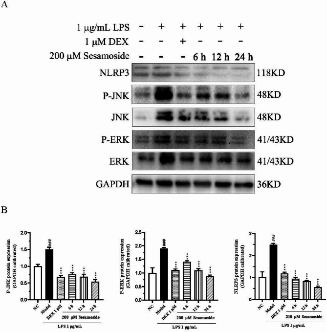 The amelioration effect of sesamoside on inflammatory response in septic shock.