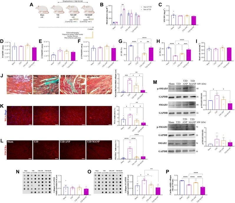 Inhibiting atrial natriuretic peptide clearance reduces myocardial fibrosis and improves cardiac function in diabetic rats.