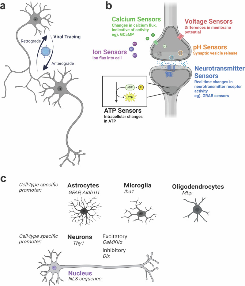 The regulation of reporter transgene expression for diverse biological imaging applications.