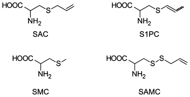 Pharmacokinetics of sulfur?containing compounds in aged garlic extract: <i>S</i>?Allylcysteine, <i>S</i>?1?propenylcysteine, <i>S</i>?methylcysteine, <i>S</i>?allylmercaptocysteine and others (Review).