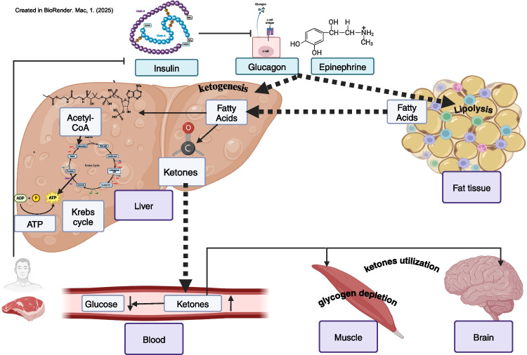 Ketogenic Diet Intervention for Obesity Weight-Loss- A Narrative Review, Challenges, and Open Questions.
