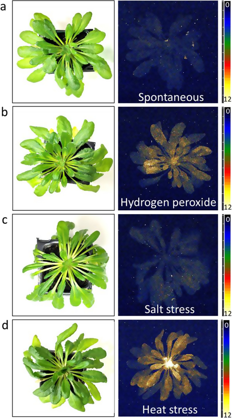 Application of ultra-weak photon emission imaging in plant stress assessment.
