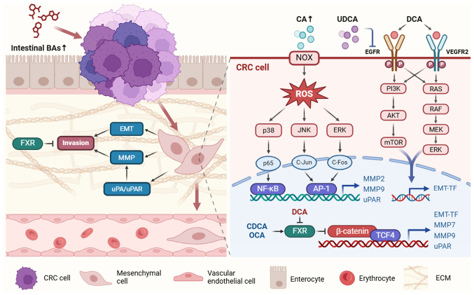 Emerging role of bile acids in colorectal liver metastasis: From molecular mechanism to clinical significance (Review).