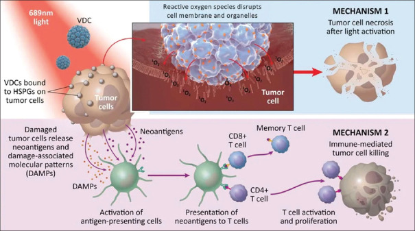 Current trials in uveal melanoma: Three promising treatments tested to prevent or mitigate the effects of radiation.