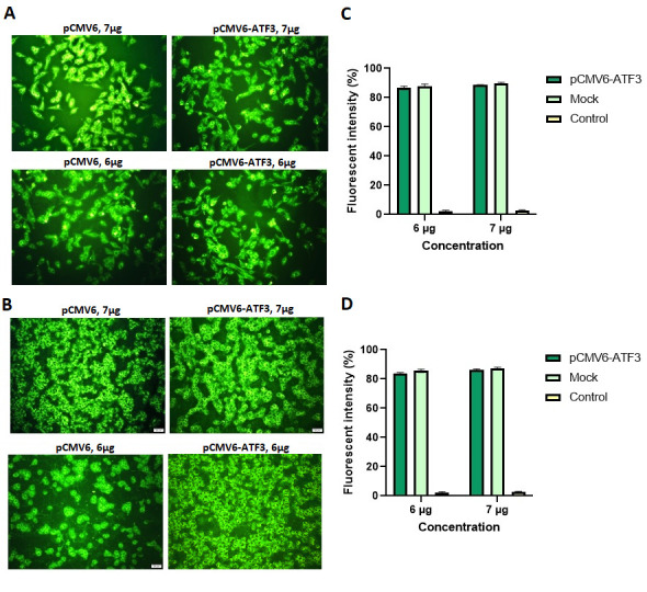 Inhibition of p16 and NF-κB Oncogenic Activity in Human Papillomavirus-Infected Cervical Cancer Cells: A New Role for Activating Transcription Factor-3.